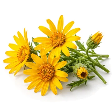 Arnica montana flowers