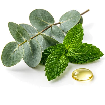 Eucalyptus and peppermint leaves
